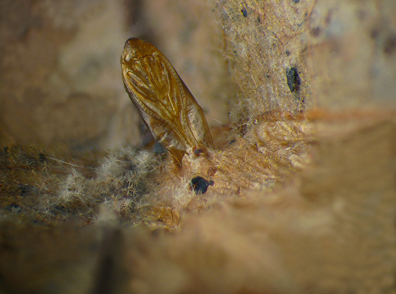 Lithocolletis (Phyllonorycter) platani